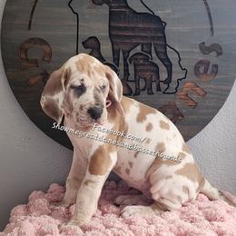 Pink Collar - Harlequin female Great Dane puppy in Alton, Illinois from Show Me Great Danes and Basset Hounds