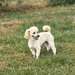 Cowboy - Poodle