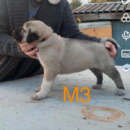 Male 3 - Fawn male Anatolian Shepherd Dog puppy in Daggett, Michigan from T&S Anatolians