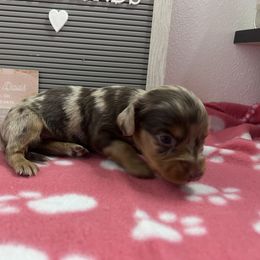 CHOCOLATE & TAN DAPPLE - Chocolate and tan Dachshund puppy in Butler, Ohio from Davis’s Dachshunds