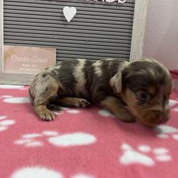 CHOCOLATE & TAN DAPPLE - Chocolate and tan Dachshund puppy in Butler, Ohio from Davis’s Dachshunds