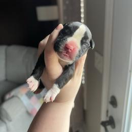 Girl 1 - Brindle female Boxer puppy in Henderson, Tennessee from Vom Broadvalley