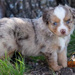 Breeze - Red merle female Miniature American Shepherd puppy in Granbury, Texas from Best Little Aussies