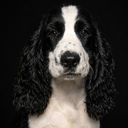 Banks - Black and white male English Springer Spaniel puppy in Fort White, Florida from Thunderbird Springers