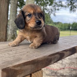 Dachshund Puppies from B’s Dachshunds