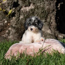 Millie - Merle female Sheepadoodle puppy in Los Angeles, California from Exquisite Doodles