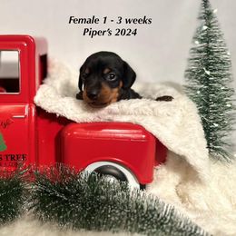 Girl 1 - Dachshund puppy from RJ's Miniature Dachshunds