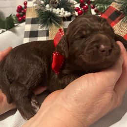 Debra - Chocolate female Goldendoodle puppy in Prosperity, Pennsylvania from Stelladoodles & Company