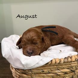 August - Red male Cavapoo puppy in Spanish Fork, Utah from Poseydoodle