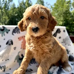 Orange Collar Girl - Cream male Double Doodle puppy in Clarks Hill, South Carolina from Rosie’s Double Doodles