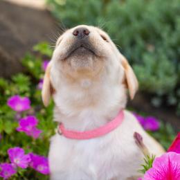 Labrador Retriever Puppies from Mayfield Farm