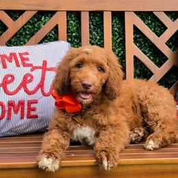 Hadley's Orange Boy - Red  male Goldendoodle puppy in Kountze, Texas from Texas Doodles LLC