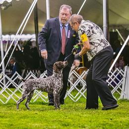 German Shorthaired Pointer All Grown Up from Windward German Shorthaired Pointers