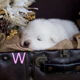Pink - White female Samoyed puppy in Salem, Utah from Happy Valley Sammies