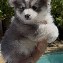 Pomsky Puppies from Royal Pomskies