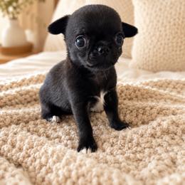 Chihuahua Puppies from Lisa Schmidt