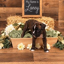 Mary - Brindle female Boxer puppy in Grove City, Ohio from Krieger Family Boxers