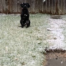 Midnight - Cane Corso