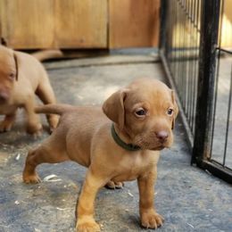 Vizsla Puppies from Sizzling Hot Vizsla's