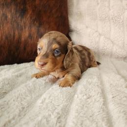 Donnie - Dapple male Dachshund puppy in Lindsay, California from Lewis Creek's Dachshunds
