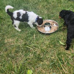 Bernedoodle Puppies from Andrew's Bernedoodles