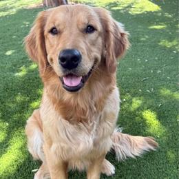 Moxie - Golden Retriever
