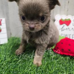 Diamond - Chocolate blue female Chihuahua puppy in Bowdon, Georgia from Paschal's Pups