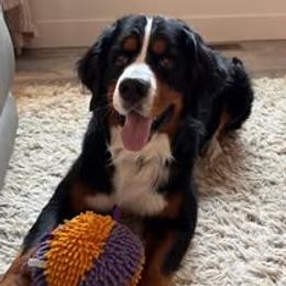 Bernedoodle and Bernese Mountain Dog All Grown Up from Sage Hills Bernedoodles