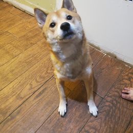 Shiba Inu All Grown Up from Robert Shaw