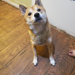 Shiba Inu All Grown Up from Robert Shaw