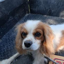 Leopold "Leo" - Cavalier King Charles Spaniel