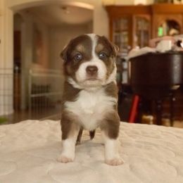 Java (Boy 1) - Red tri-color Australian Shepherd puppy in Goodyear, Arizona from Kingdom Kennels