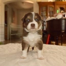 Java (Boy 1) - Red tri-color Australian Shepherd puppy in Goodyear, Arizona from Kingdom Kennels