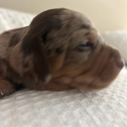 Nugget - Dapple male Dachshund puppy in Carthage, Indiana from Chocklett Farm Dachshund
