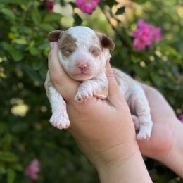 Boy 1 - Parti male Poodle puppy in Wharton, Texas from In the Red Poodles