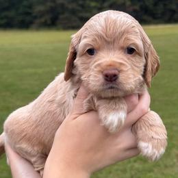 Larry - Cream male Cockapoo puppy in Liberty, Kentucky from Kentucky Cockapoos