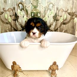Cavalier King Charles Spaniel Puppies from Ohana Cavalier King Charles Spaniels