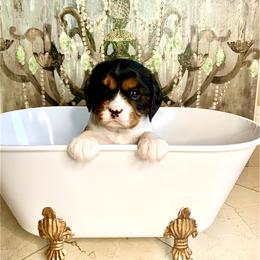 Cavalier King Charles Spaniel Puppies from Ohana Cavalier King Charles Spaniels
