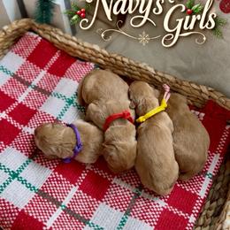 Star - Dark golden female Golden Retriever puppy in San Bernardino, California from Thegoldendreams1