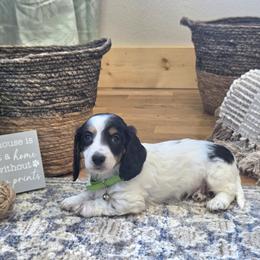 AKC Meet Captain :) - Piebald male Dachshund puppy in Centerville, Iowa from Barnyard Dachshunds, Dals & Doodles
