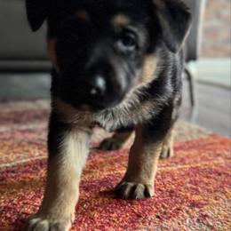 Dion - Black and red male German Shepherd puppy in Charlottesville, Virginia from AB_Elite_GSD