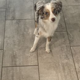 Aurora - Red merle female Australian Shepherd puppy in Harmony, Florida from Happily Ever Australian Shepherds