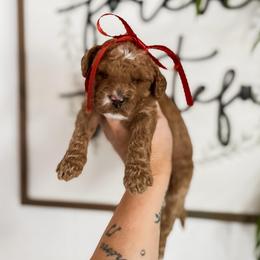 Pumpkin Spice - Apricot female Goldendoodle puppy in Hopkins County, Texas from Boutique Doodles