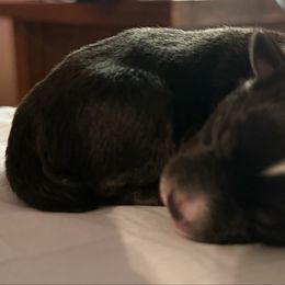 BTF - Black tri female Toy Australian Shepherd puppy in Lindale, Texas from Circle JTS Ranch