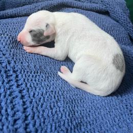 Mr Snow - White and blue brindle male Whippet puppy in Clinton, Tennessee from Ivanhoe Borzoi