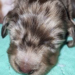 Dachshund Puppies from Little Long & Lovely Dachshunds