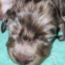 Dachshund Puppies from Little Long & Lovely Dachshunds