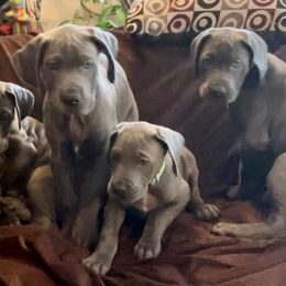 Great Dane Puppies from LC Blue Great Danes