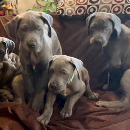 Great Dane Puppies from LC Blue Great Danes