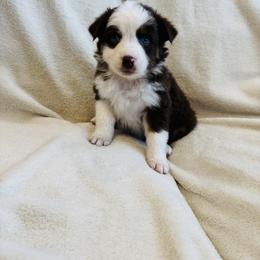 Navy - Red tri-color female Australian Shepherd puppy in Heber City, Utah from Junipersdoodles
